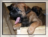 Owczarek belgijski Malinois, s�odka, mordka